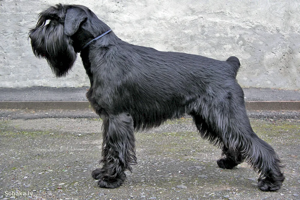 Riessenschnauzer dog breed