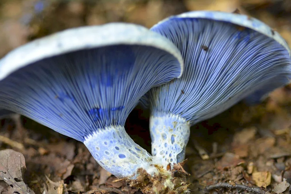 Blue mushroom