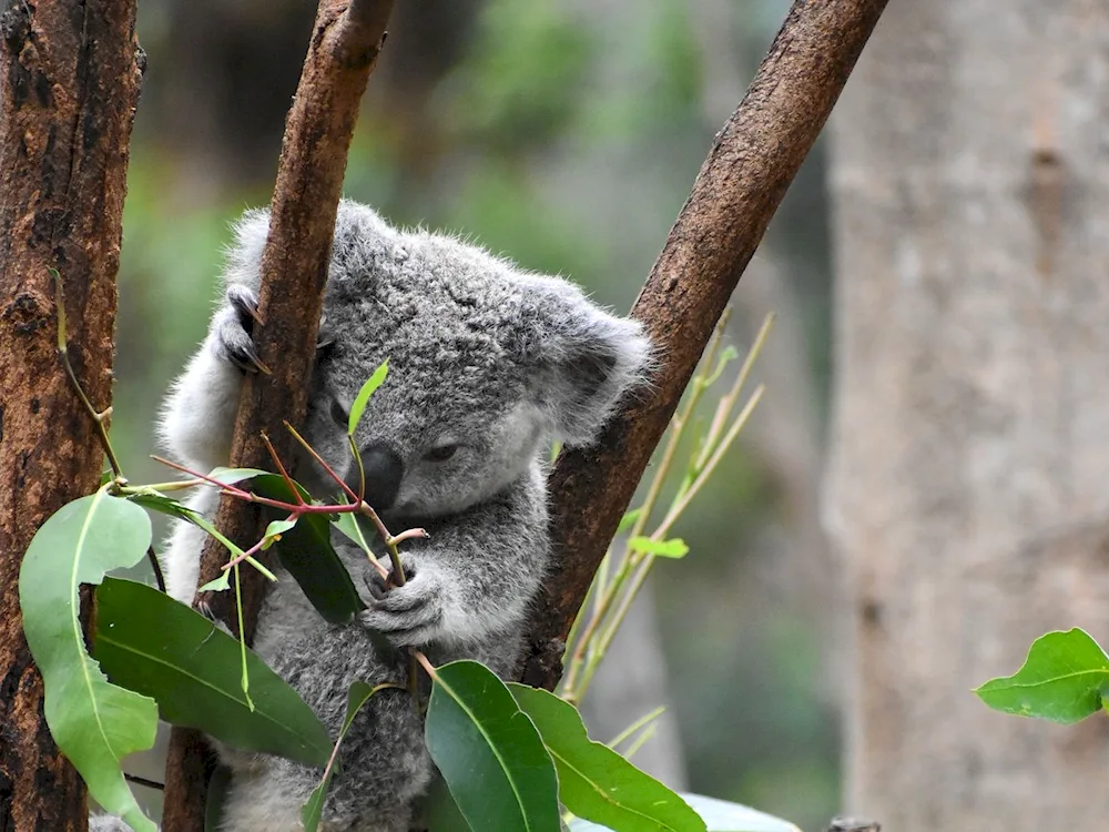 Koala's nose.