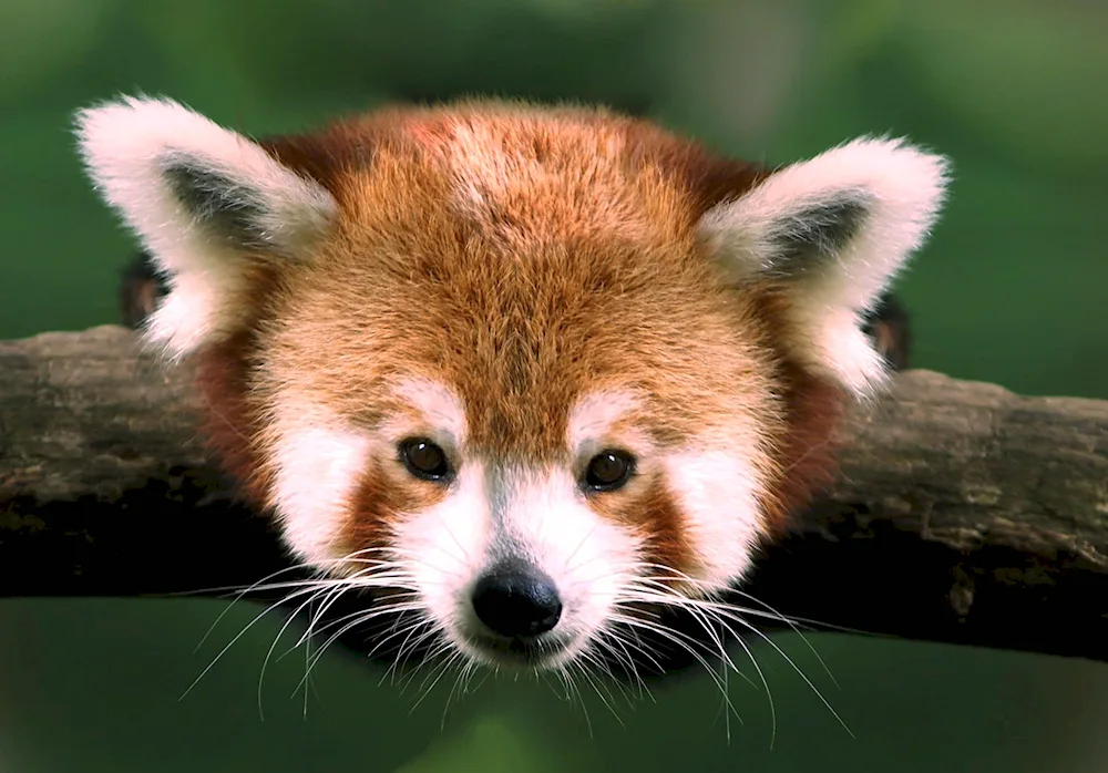 Mammals Red Panda