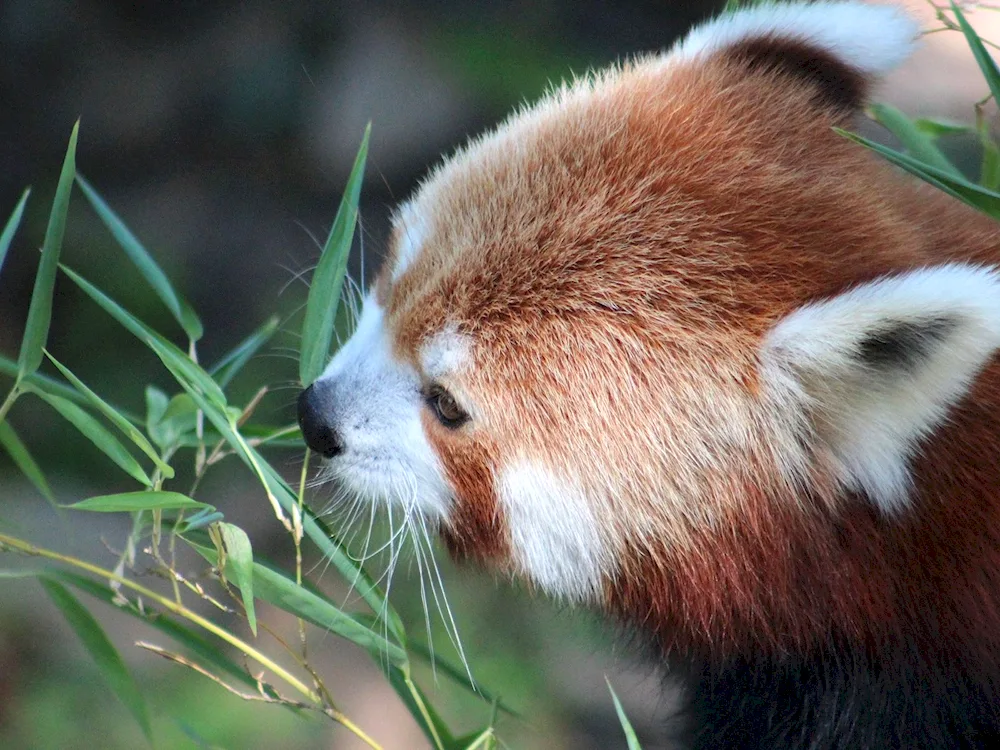 Red Panda