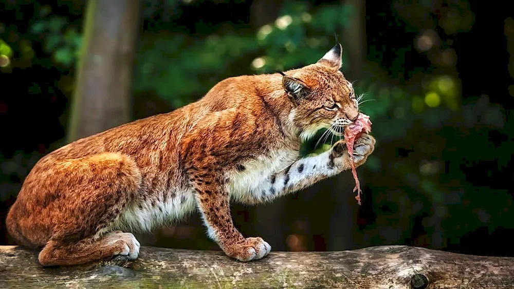 Mammals Lynx