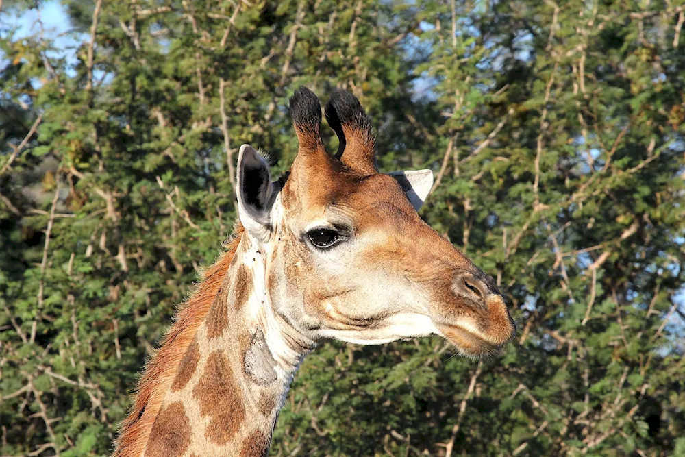 Mammals Giraffe