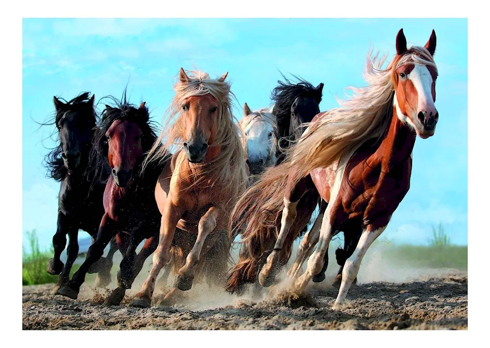 Many horses