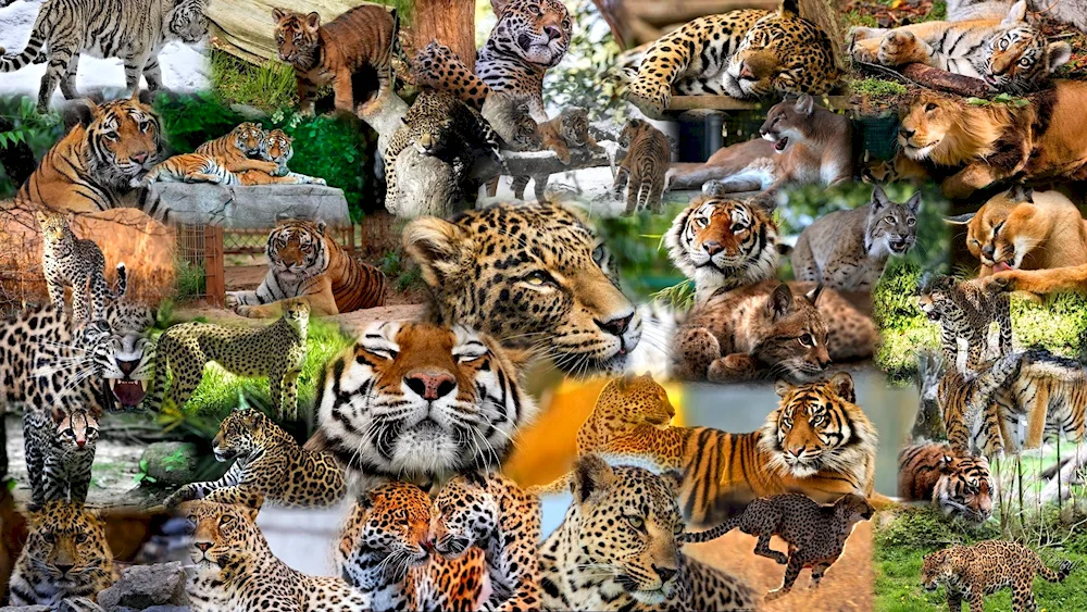 Many animals