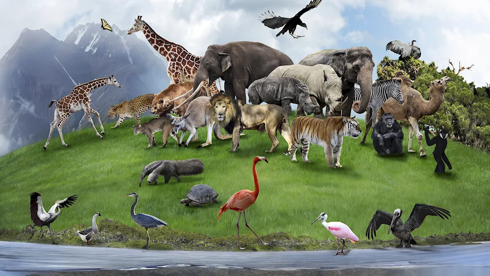 African animals