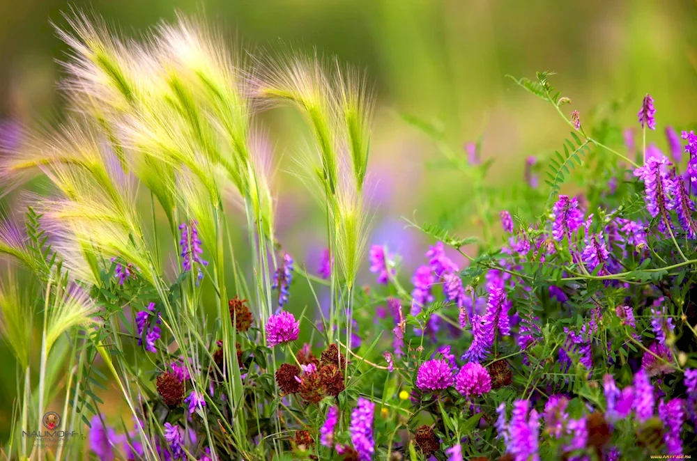 Field flowers