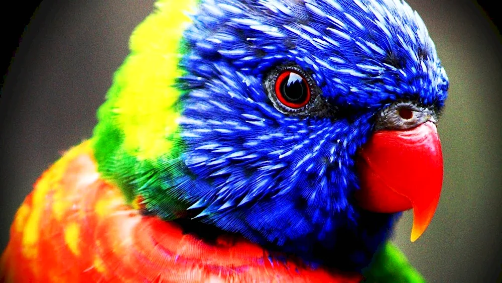 Multicoloured lorikeet