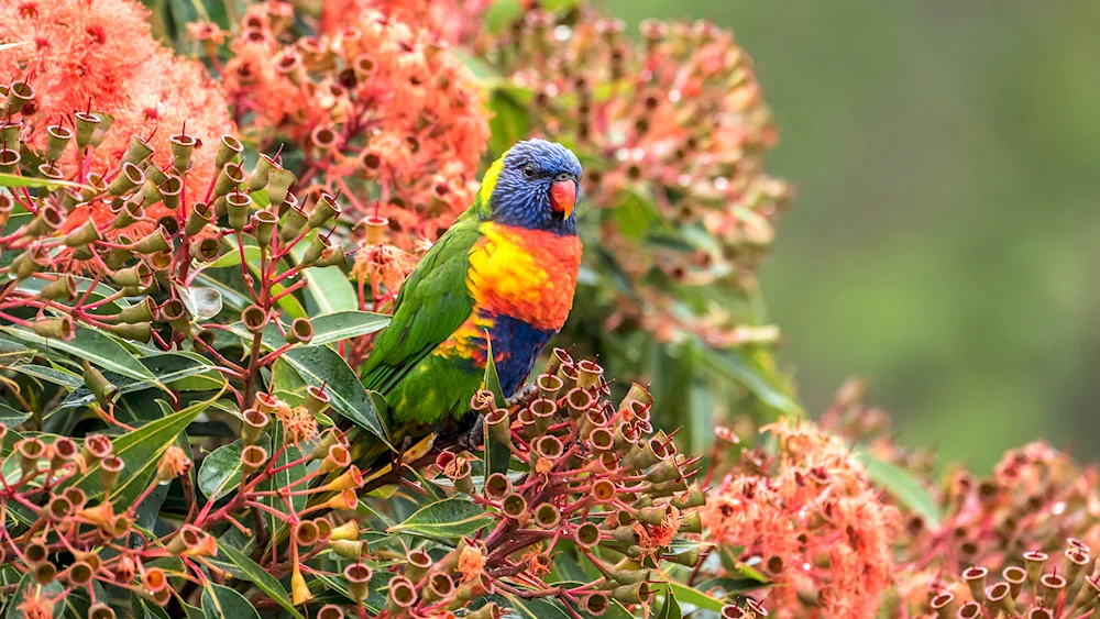 Multicoloured lorikeet