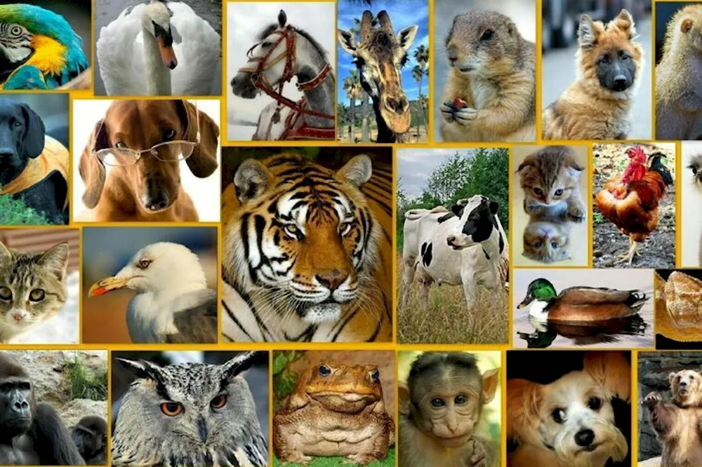 Many different animals