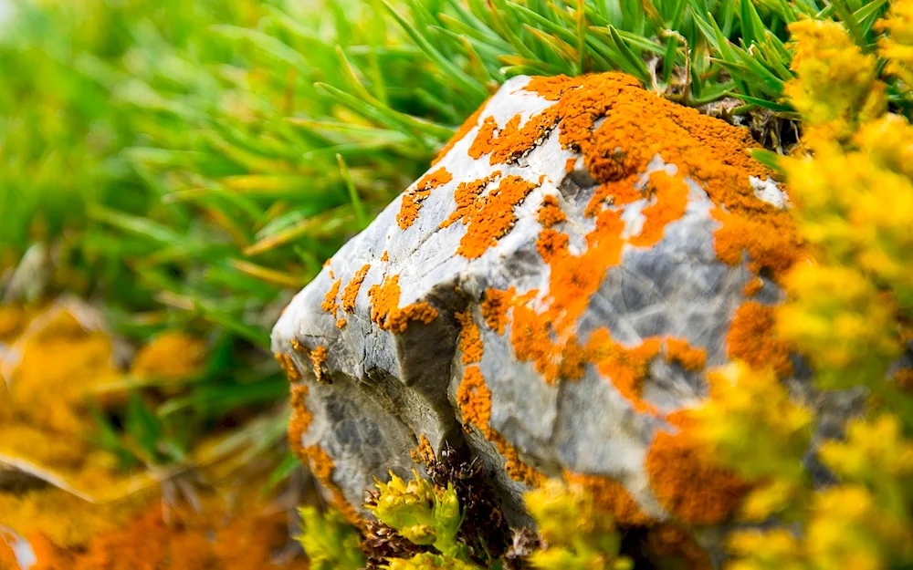 Naptic lichens