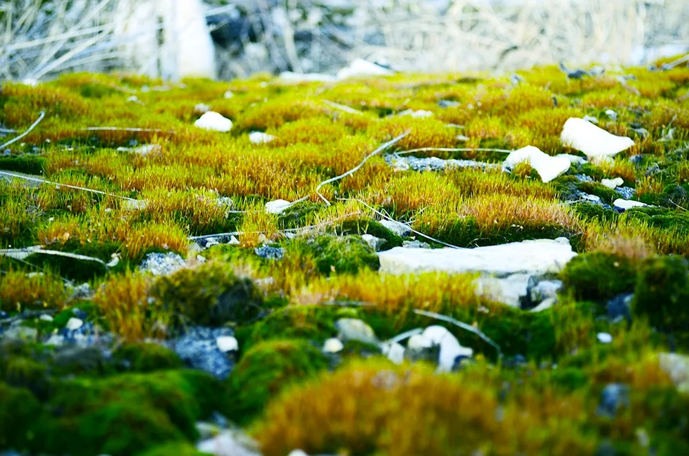 Jagel moss in the tundra