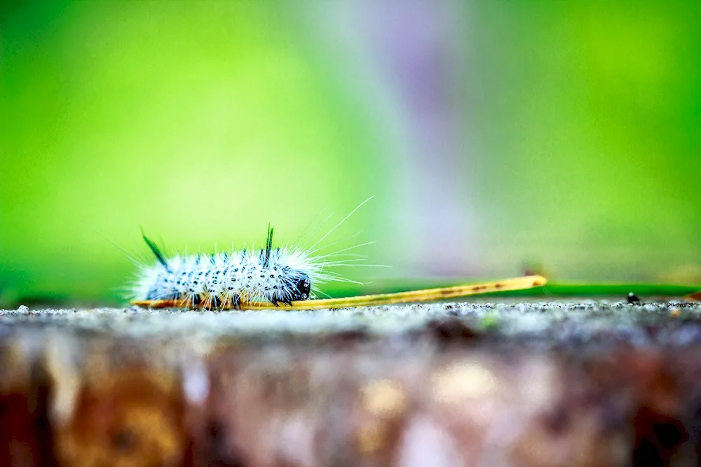 Tiger Swallowtail Caterpillar