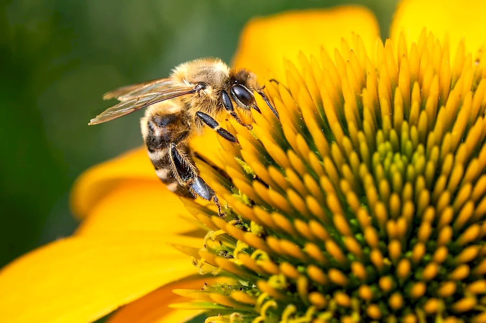 Middle Russian honeybee