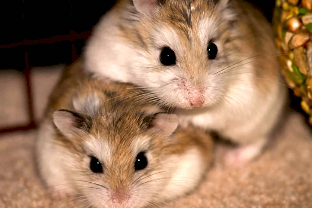 Jungarian hamster