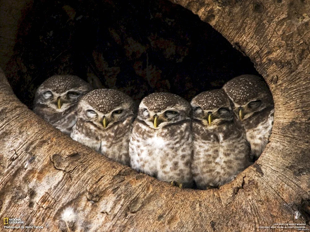The owl sleeps