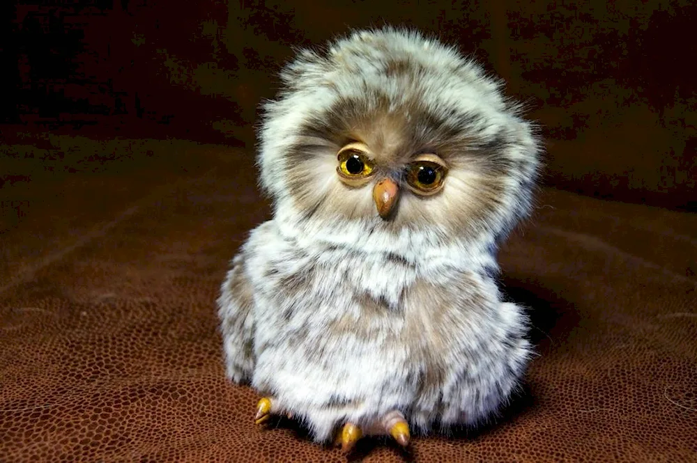 Mossy Owl chick