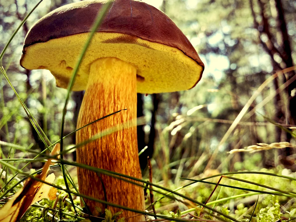 Edible buttercup mushrooms