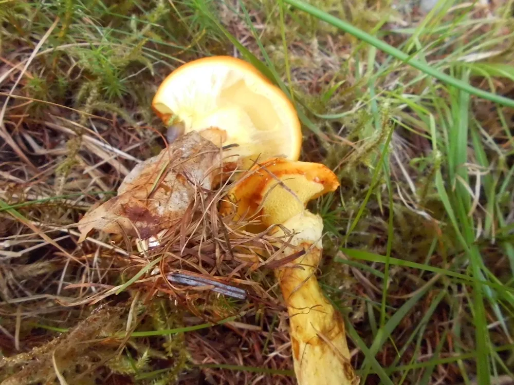 Larch moss mushroom