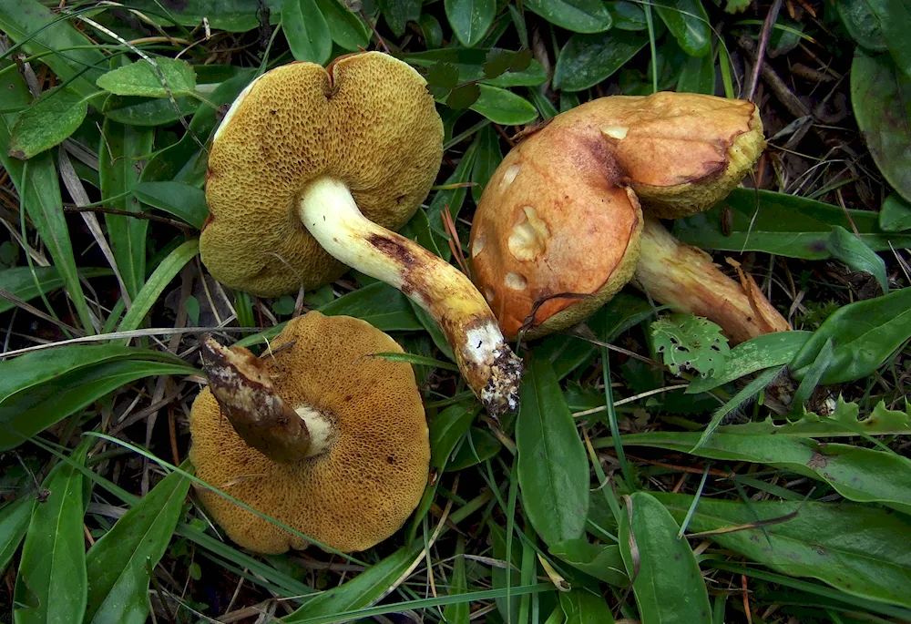 Mushroom pepper mushroom