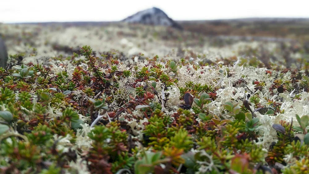 Mossy tundra. lichen tundra