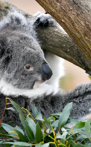 Wet koala