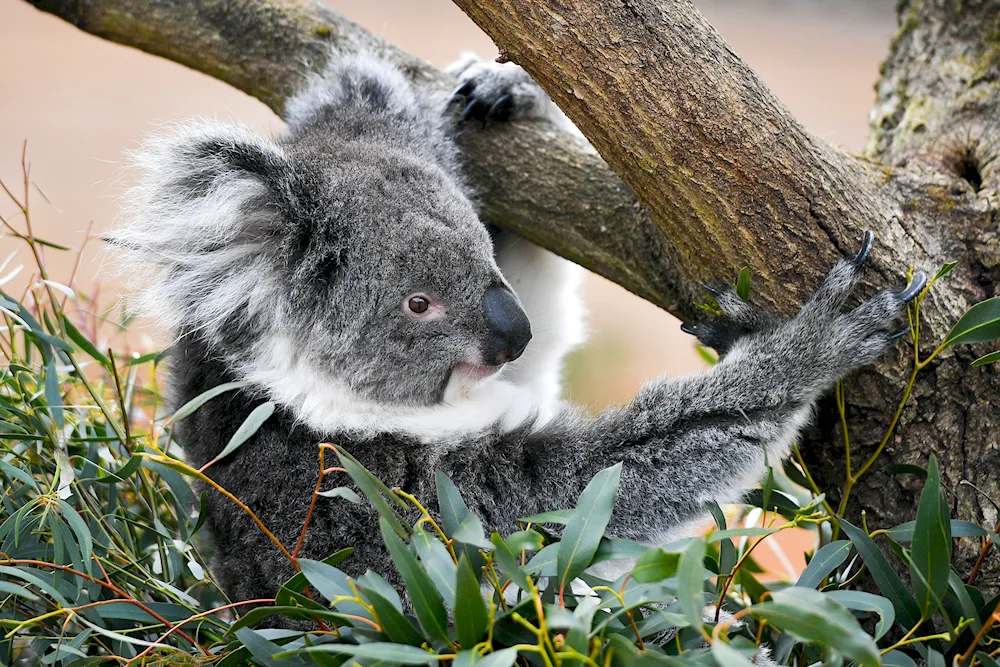 Wet koala