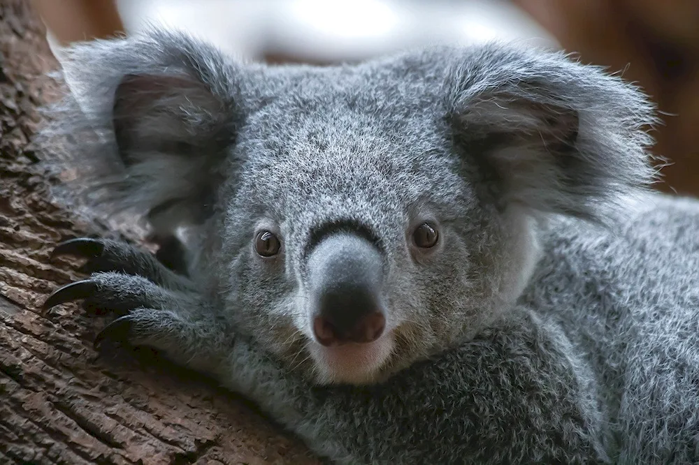 Koala