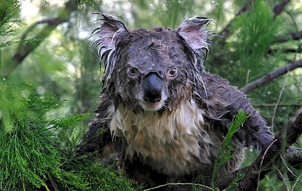 Wet koalaWet koalaWet koalaWet koalaWet koalaWet koalaWet koalaWet koalaWet koalaWet koalaWet koalaWet koalaWet koala in the rain rain