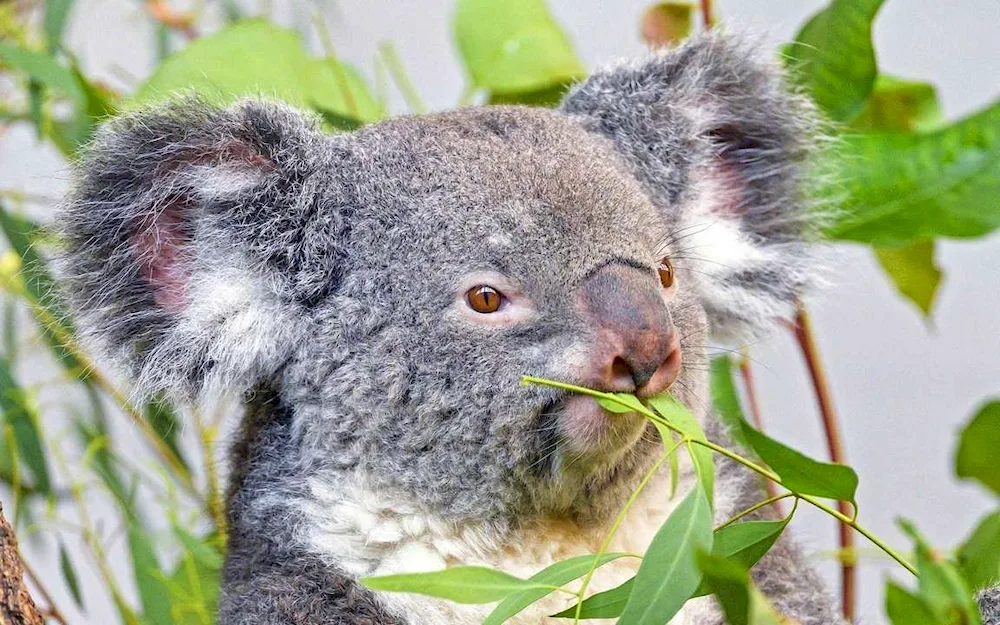 Wet koala