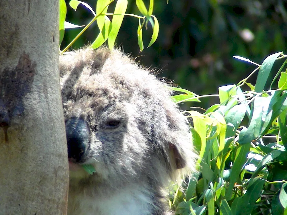 Wet koala