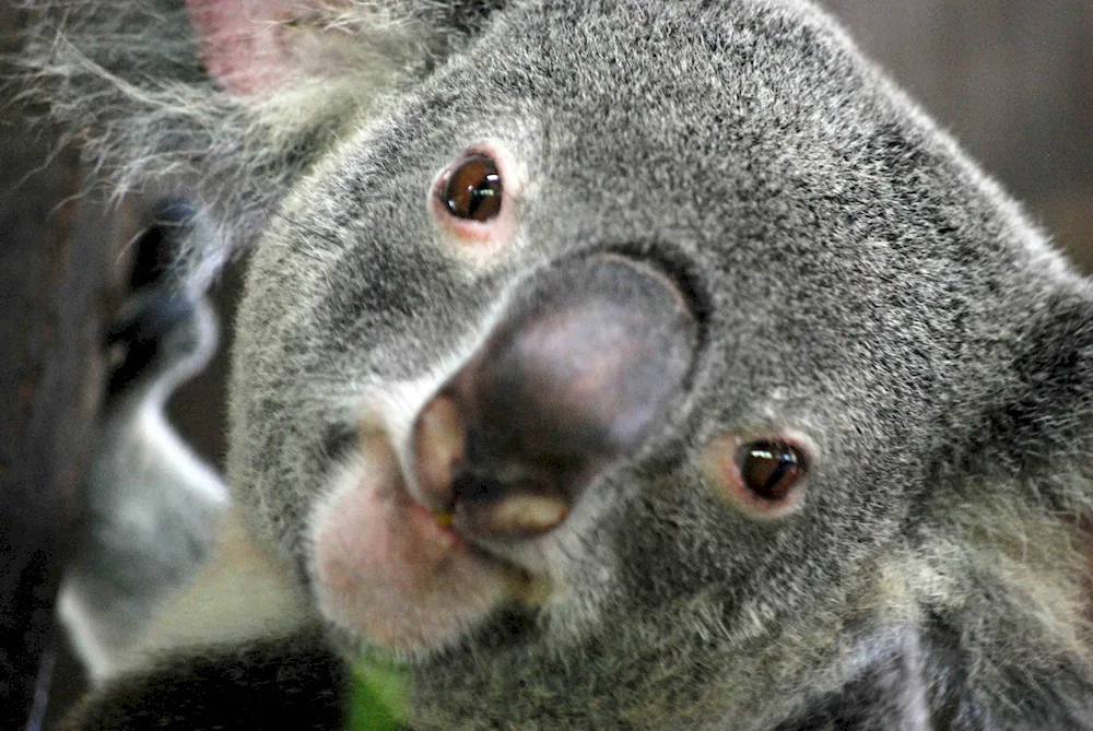 Koala in Australia