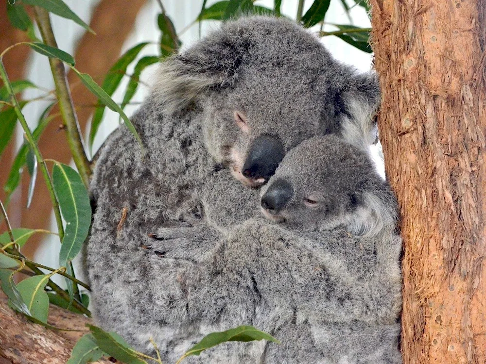Wet koala