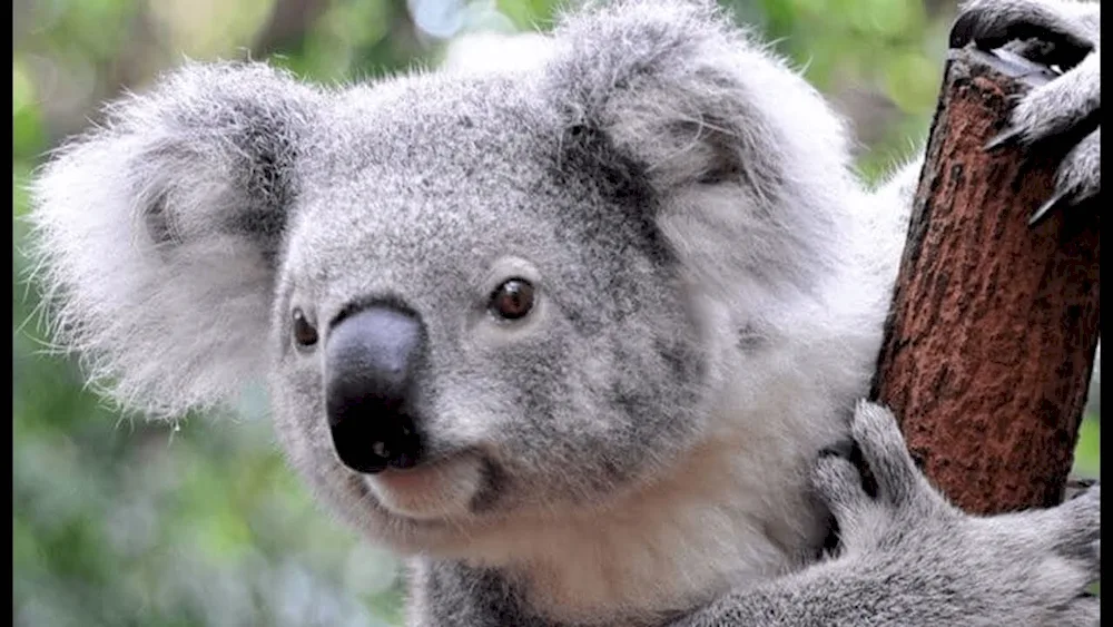 Wet koala