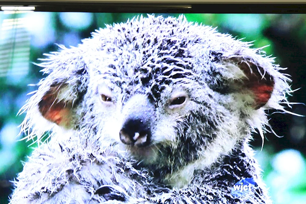 Tiger koala