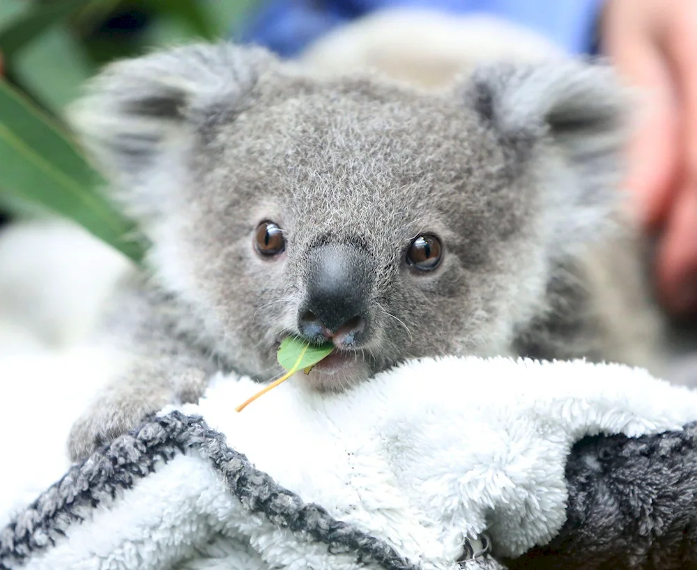 Koala