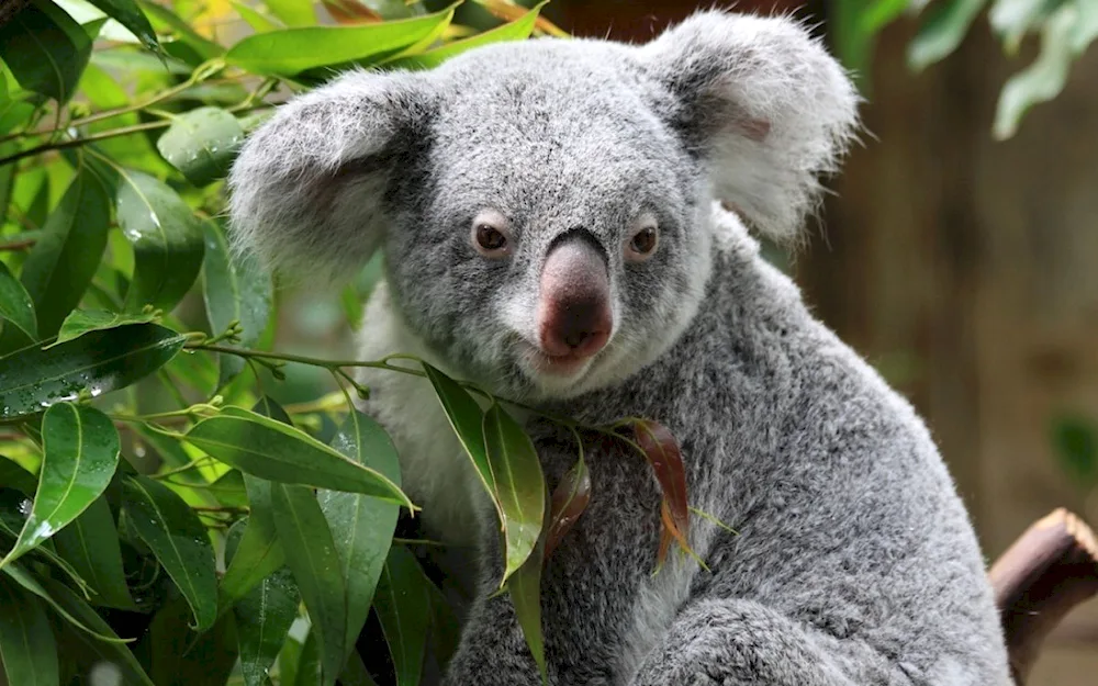 Koala animal