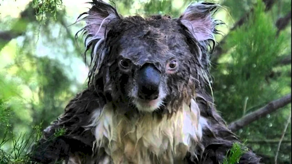 Wet koalaWet koala 18