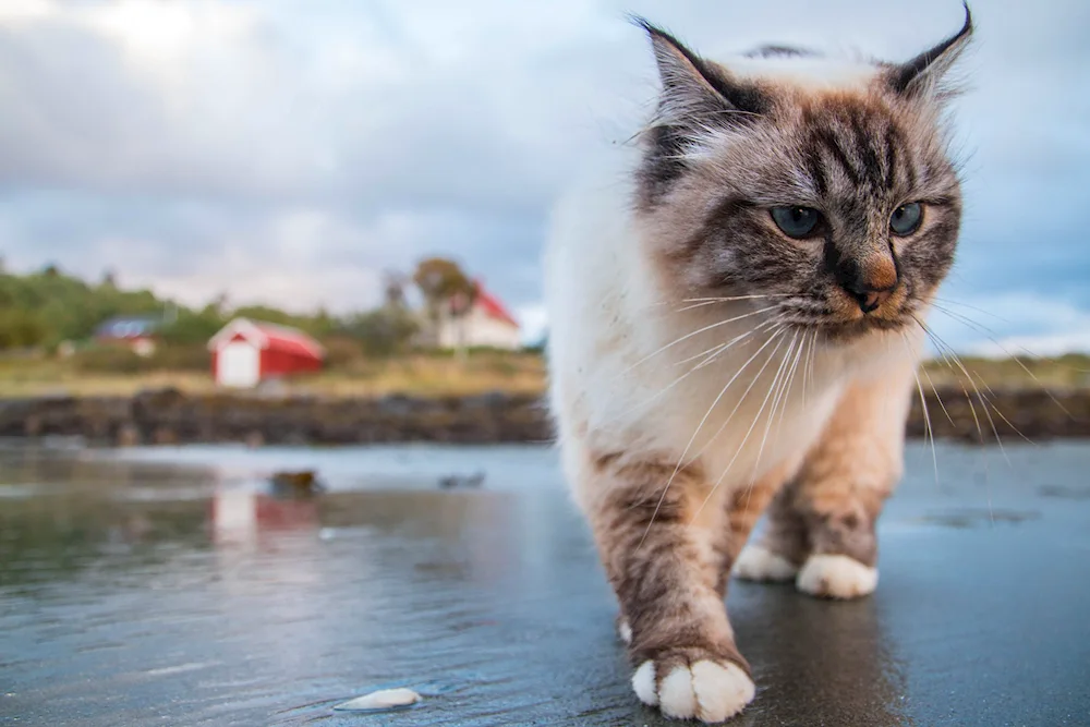 Wet cat