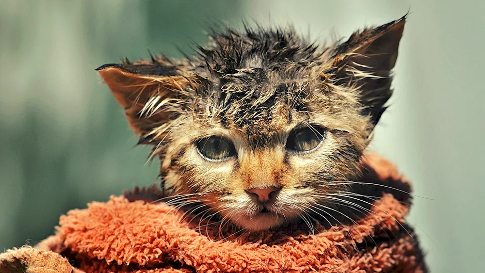 Wet cat