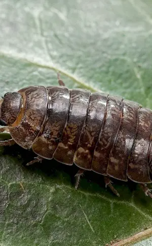 Midge Beetle larvae