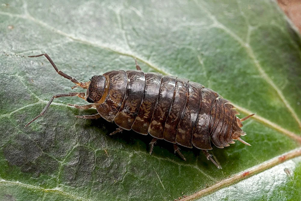 Midge Beetle larvae