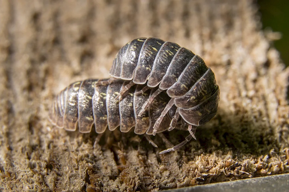 Insects in the apartment