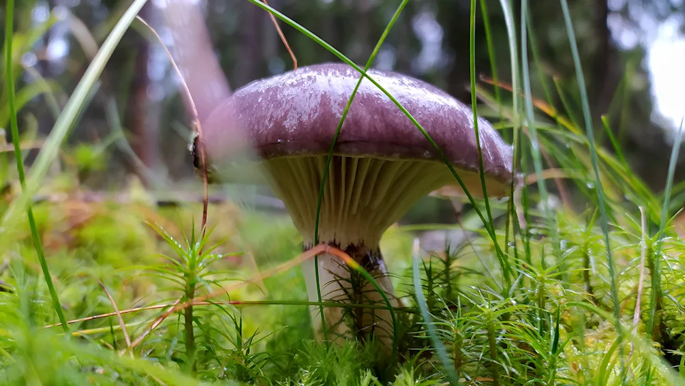 Human fly agaric mushroom