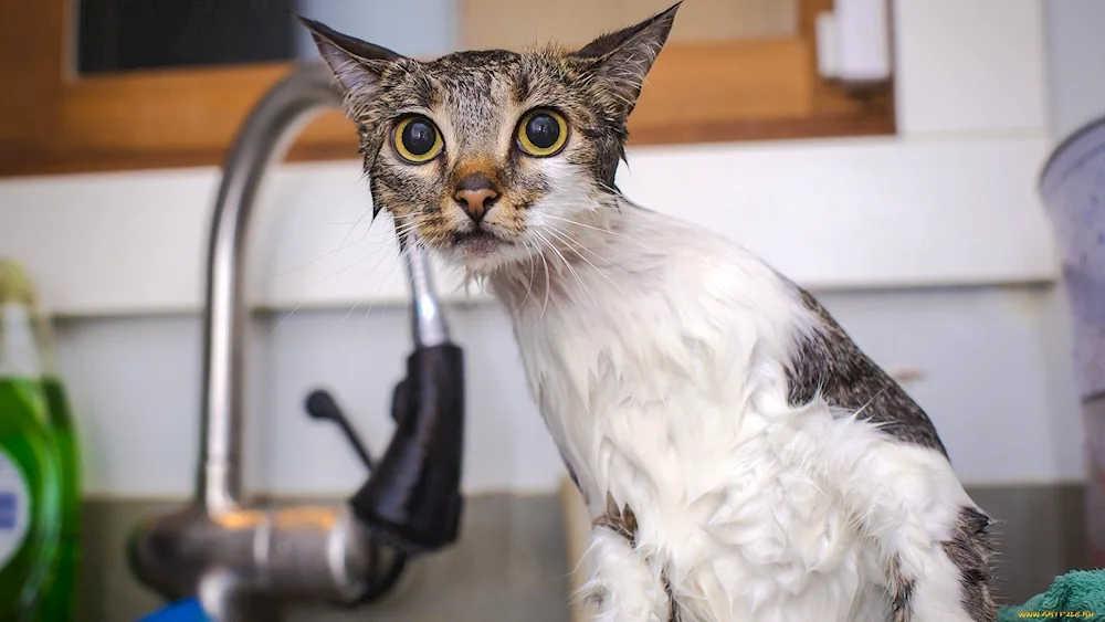 Wet cat in the bathtub