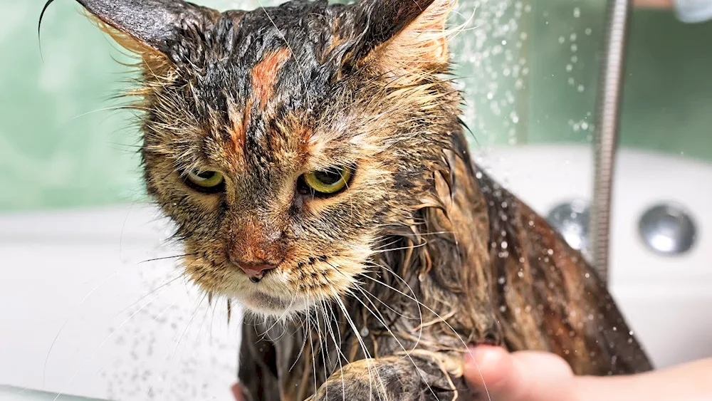 Wet cat