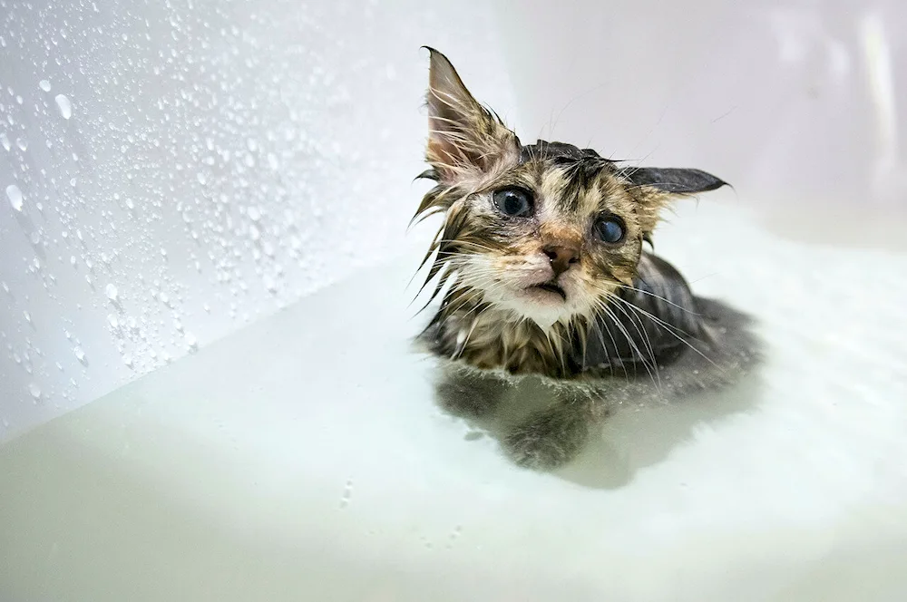 Wet cat