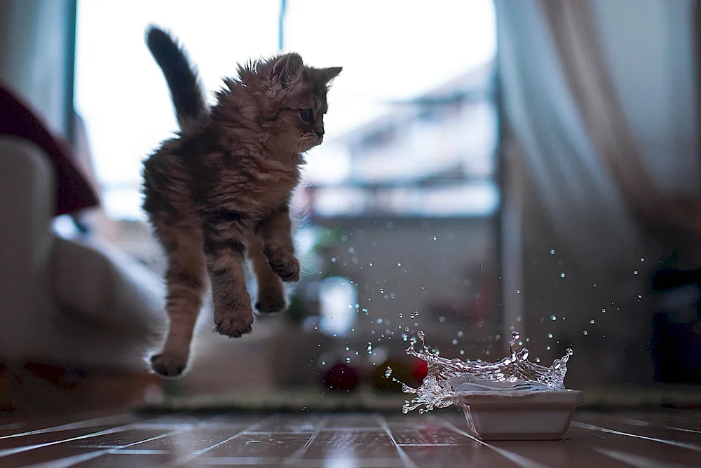 Wet cat bathing in the rain