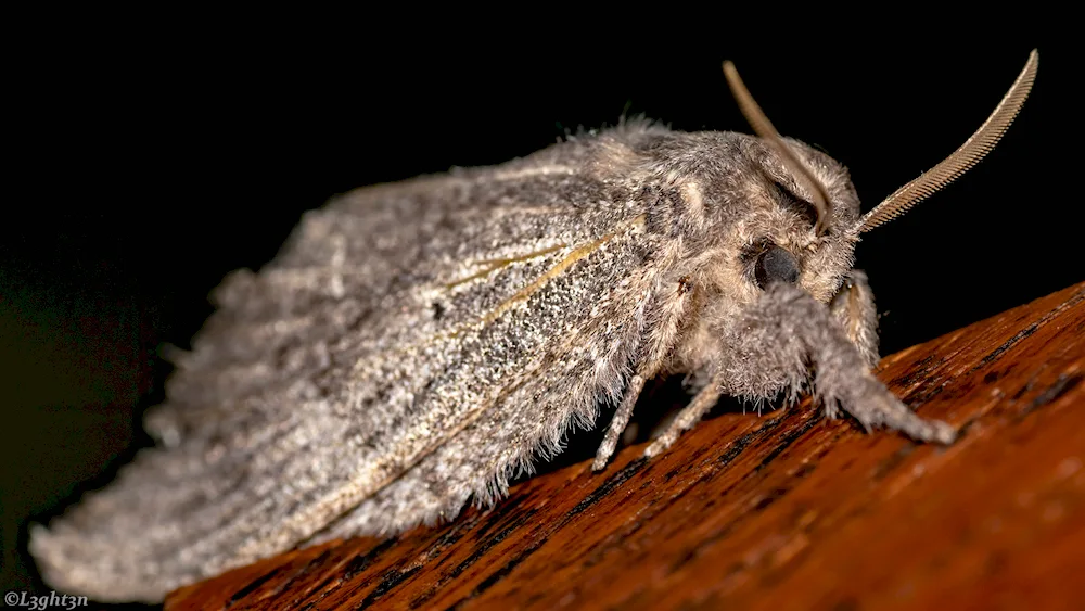 Venezuelan poodle moth