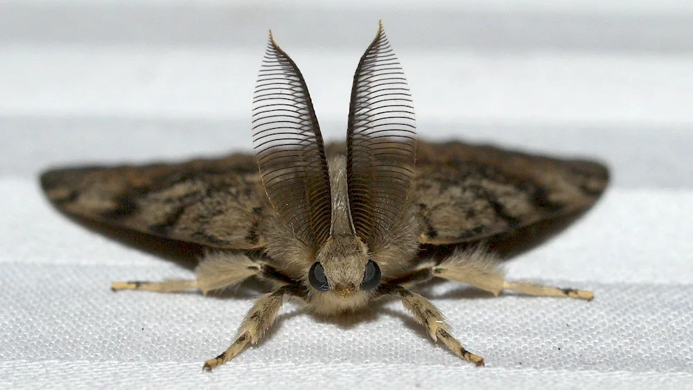 Cecropia silkworm